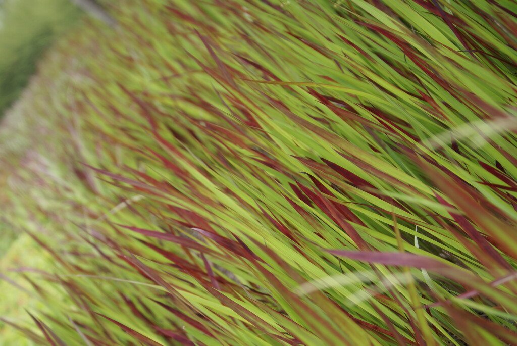 Grandes herbes couchées par le vent