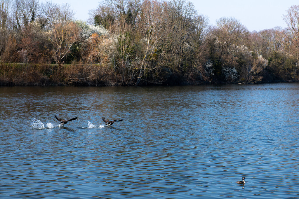 Les canards du lac de Grigny